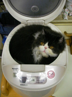 SANY0432.JPGのサムネール画像のサムネール画像